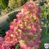 Hydrangea paniculata 'Fraise Melba' - Aedhortensia 'Fraise Melba' C2/2L Hydrangea paniculata 'Fraise Melba' - Aedhortensia 'Fraise Melba' C2/2L